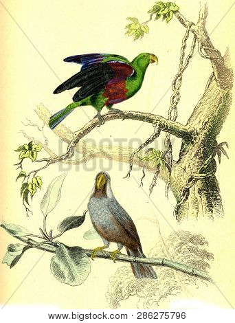 The Green Parrot, The Mascarin, vintage engraved illustration. From Buffon Complete Work.