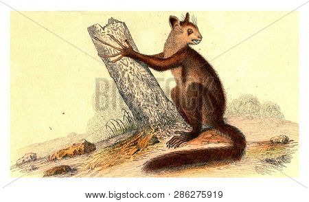 The Aye-Aye, vintage engraved illustration. From Buffon Complete Work.