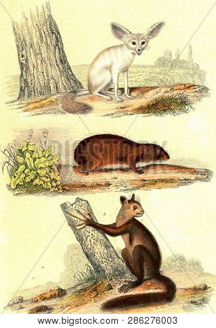 Fennec fox, The Guinea pig, Aye-aye, vintage engraved illustration. From Buffon Complete Work.