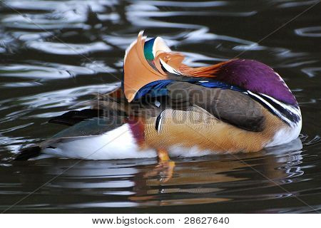 Kachnička mandarinská Preening