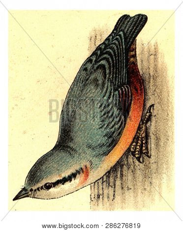 Nuthatch, vintage engraved illustration. From Deutch Birds of Europe Atlas.