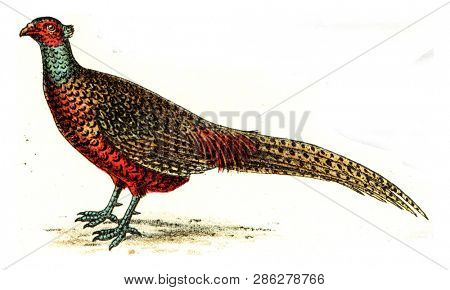 Pheasant, vintage engraved illustration. From Deutch Birds of Europe Atlas.