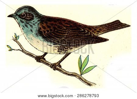 Dunnock, vintage engraved illustration. From Deutch Birds of Europe Atlas.
