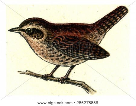 Wren, vintage engraved illustration. From Deutch Birds of Europe Atlas.