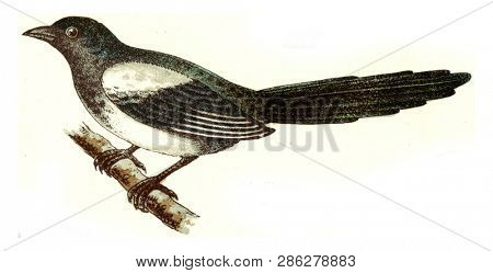 Magpie, vintage engraved illustration. From Deutch Birds of Europe Atlas.