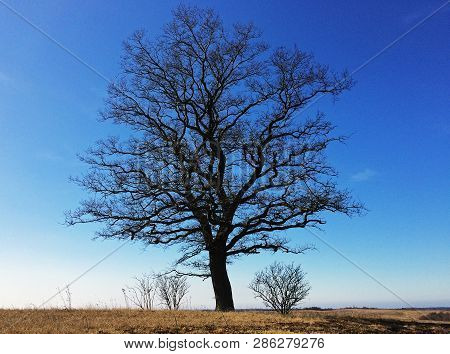 Forest Prussia Water Baltic Trees Trees Sky Plants