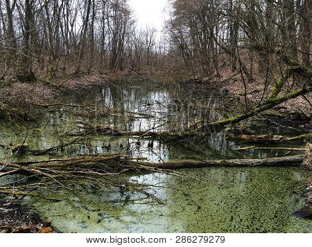 Forest Prussia Water Baltic Trees Trees Sky Plants