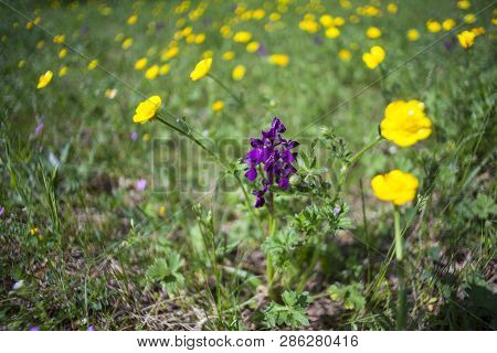 View Of The Anacamptis Morio, The Green-winged Orchid Or Green-veined Orchid And Ranunculus