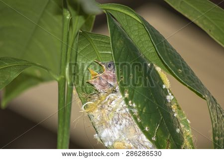 Baby Common Tailor Bird ( Orthotomus Sutorius ) In The Nest On The Tree.