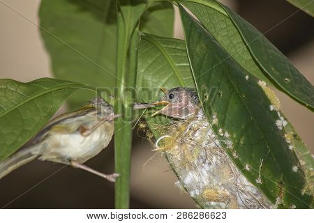 Common Tailor Bird ( Orthotomus Sutorius ) Feeding The Baby Bird.