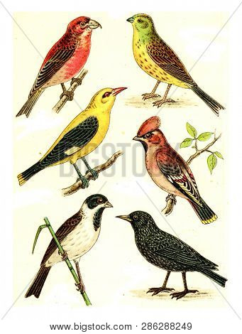 Crossbill, Goldammer, Waxwing, Oriole, Starling, Reed Bunting, vintage engraved illustration. From Deutch Birds of Europe Atlas.