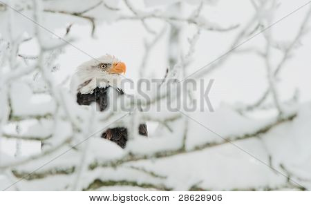 Orel bělohlavý v sníh větev
