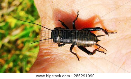 Black Earth Cricket On Hand Close Up Inseckt