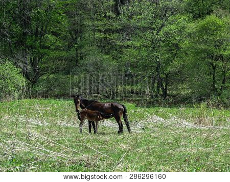 A Black Horse Feeds Its Foal On A Spring Green Meadow In The Forest