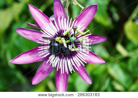 Beautiful Passion Fruit Flower Or Passiflora (passifloraceae).  Evergreen Tropical Vine. A Bee Flies