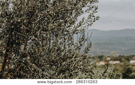Russian olives on a tree