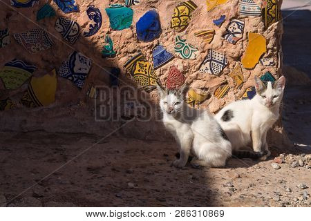 Two Similar Cats Sitting In A Sunshine On The Street, Infront Of A Wall With Broken Pieces Of The Tr