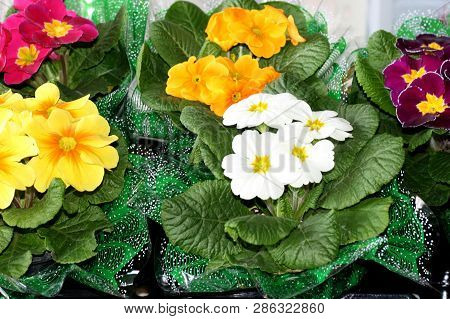 Several Bouquets Of Primula Primula Elatior - Oxslip Village Garden Primula Flower