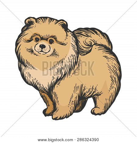 Spitz Pomeranian Dog Animal Color Sketch Engraving Vector Illustration. Scratch Board Style Imitatio