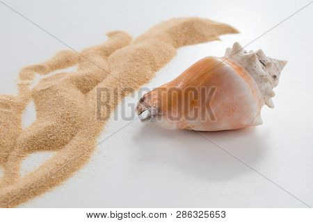 Florida Fighting Conch, Strombus Alatus And Sand Pattern On White