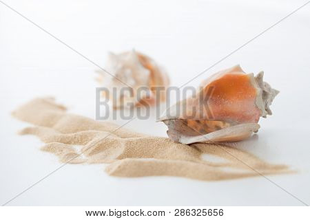 Two Shells Of The Florida Fighting Conch, Strombus Alatus And Sand Pattern On White