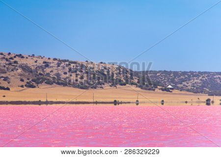 Pink Lake Next To Gregory In Western Australia In Front Of The Desert