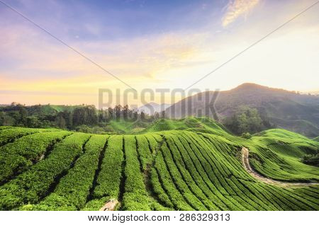 Nature Composition, Stunning Sunrise Over The Tea Plantation At Cameron Highlands, Malaysia