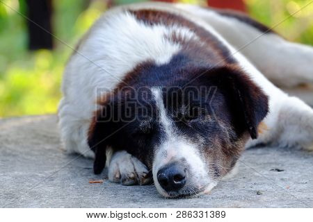 Close Up Black White Thai Dog With A Cute Face Sleeping On Cement Ground Floot