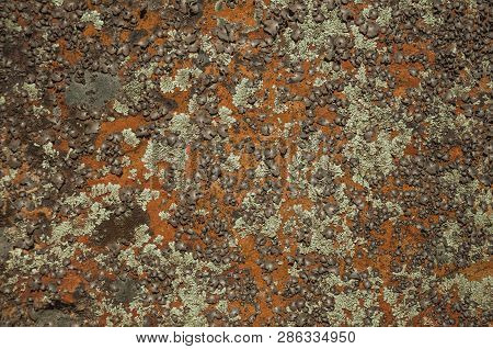 Rock Covered By Moss And Lichens At The Monfrague National Park