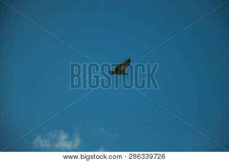Large Bird Flying In The Sky At The Monfrague National Park