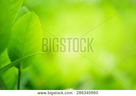 Closeup Beautiful View Of Nature Green Leaf On Blurred Greenery Tree Background With Sunlight In Gar