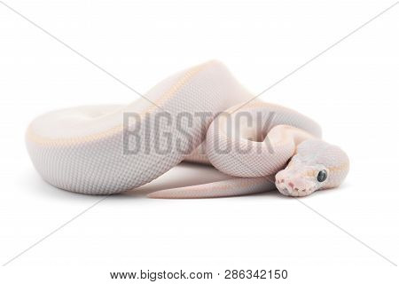 Snake Ball Python Isolated On White Background