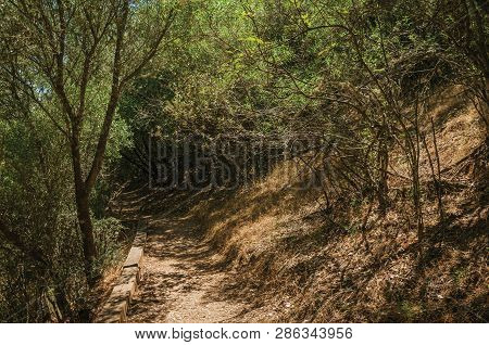 Dirt Path In The Forest Amid Bushes And Trees