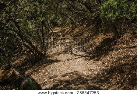 Dirt Path In The Forest Amid Bushes And Trees