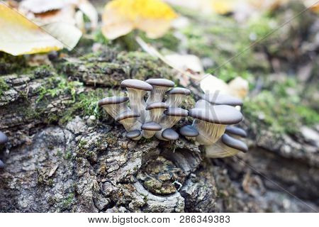 Oyster Mushrooms In The Fall , The Old Trochlea The Tree Mushroom , The Concept Of Autumn