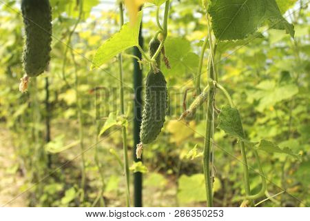 Cucumber Growing In The Garden. Growth And Bloom Of Greenhouse Cucumbers. Vertical Growing
