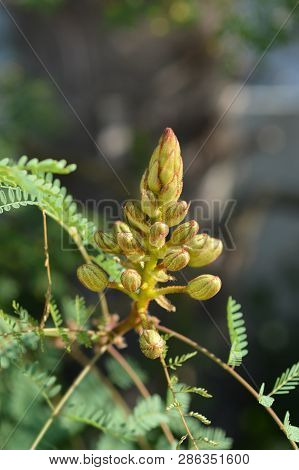 Bird Of Paradise Yellow Flower Buds - Latin Name - Caesalpinia Gilliesi (erythrostemon Gilliesii)