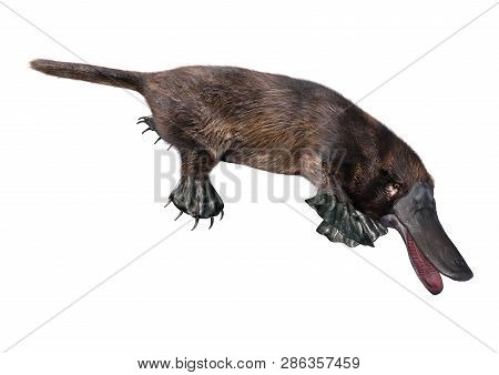 3D Rendering Platypus On White
