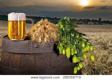 Glass Of Beer With Hop Cones In The Baley Field.