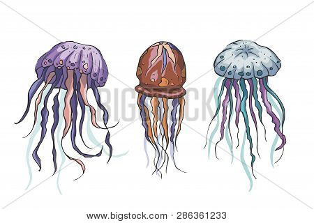 Jelly Fish Vector Set. Sea Animal Vector Collection. Marine Hand Drawn Tropical Animals. Perfect For