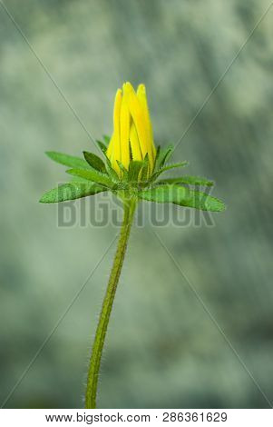 Yellow Flower On A Gray Background With Closed Petals.