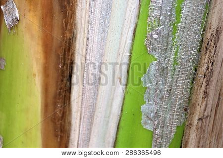Green Bark Of The Platano - Plantain Tree