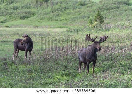 Wild Moose Living In The Forests Of The Colorado Rocky Mountains
