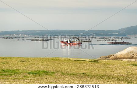 Mussel Boat Sailing Between Mussel Beds Called Bateas. Marine Landscape. Rias Baixas, Galicia, Spain