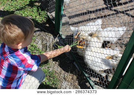 A Three-year-old City Boy In A Bright Plaid Shirt Feeds Domestic Geese With Grass Through The Fence 