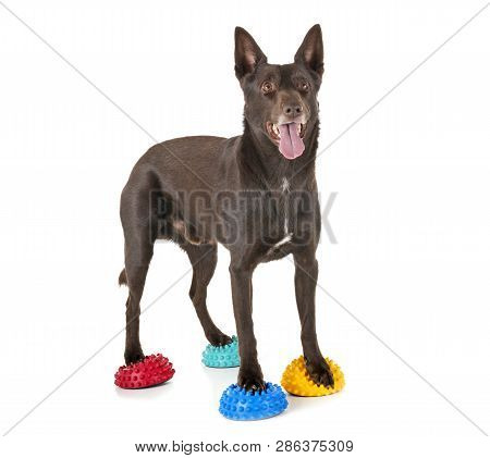 Australian Kelpie In Front Of White Background