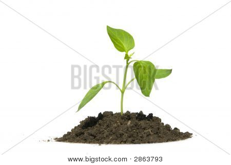 Plant