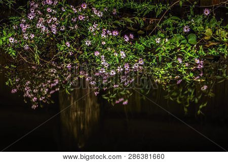 Beautiful Purple Flowers Growing On A Seawall Create A Beautiful Image Which Reflected Dockside