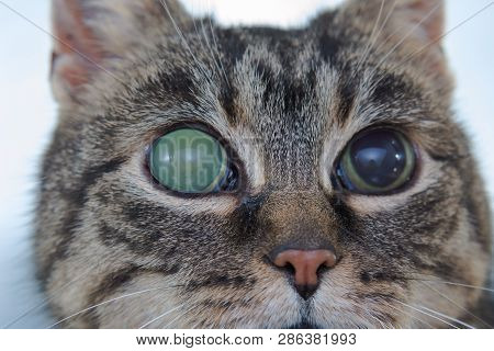 Acute Glaucoma In Adult Cat, Intraocular Presure Increased And Blind At Presentation, Keratic Precip