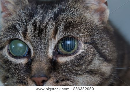 Acute Glaucoma In Adult Cat, Intraocular Presure Increased And Blind At Presentation, Keratic Precip